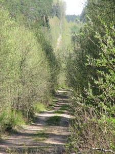 Лесовозная дорога