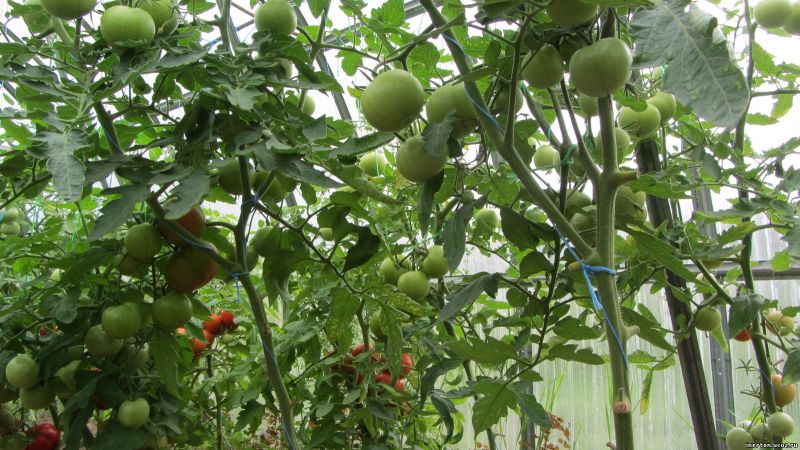помидоры в теплице 2018