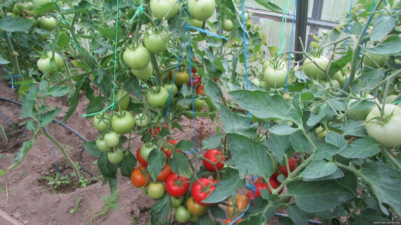 помидоры в теплице 2018